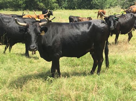 no favorites. . Corriente cattle for sale in texas craigslist